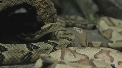Pile of snakes gets restless a Stock Footage 24361918