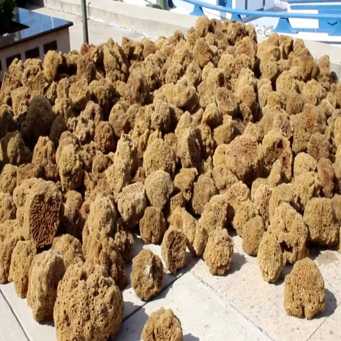 Pile of sponges on a dock drying in the sun. Stock Footage