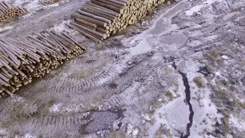 Pile of spruce logs at a logging site in Finland Stock Footage 70556416