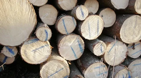 Pile of spruce logs in sun set Stock Footage 47876510