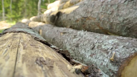 Pile of spruce tree logs on the forest ground Stock Footage 138550987