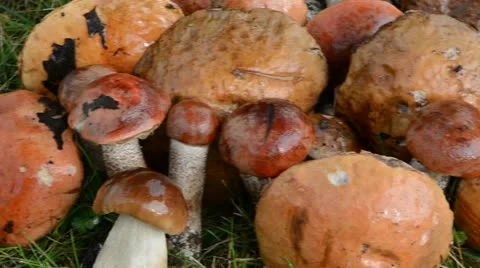 Pile stack wet orange-cap red cap mushrooms grass Stock Footage 14776146