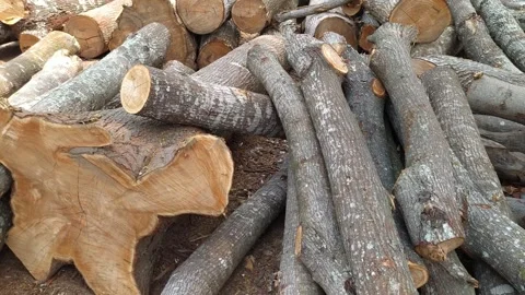 Pile stack of wood cut log on the ground Stock Footage 255750312
