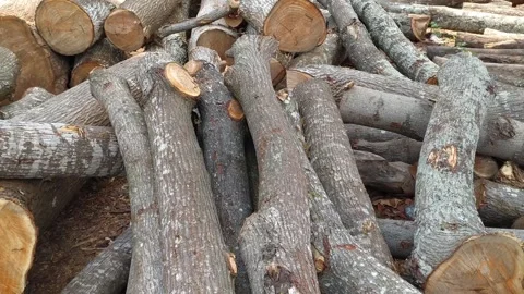 Pile stack of wood cut log on the ground Stock Footage 255750382