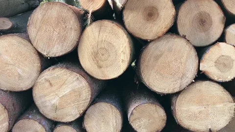 Pile of stacked firewood Stock Footage 103311319