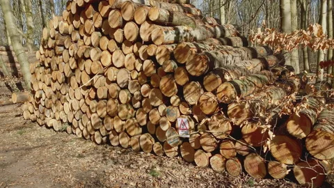 A pile of stacked logs ready for pickup to be transported to the factory. Stock-Footage 217828264