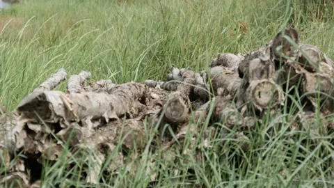 Pile of stacked Melaleuca cajuputi's tree trunk Stock Footage 158408731