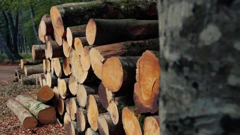 Pile of stacked tree trunks Stock Footage 254200197