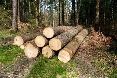 Pile of stacked tree trunks in a forest. Forestry works, no people Фото