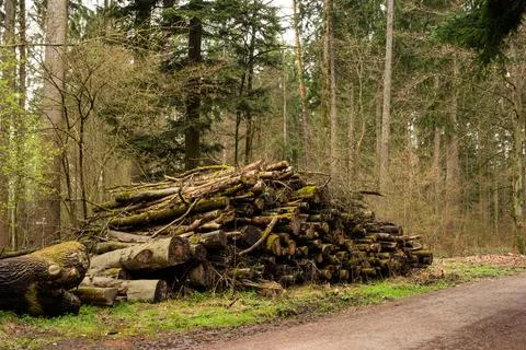 Pile of stacked tree trunks in a forest. Forestry works, no people 스톡 사진