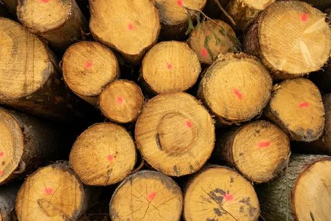 Pile of stacked tree trunks in a forest. Forestry works, no people Stockfoto's