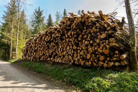 Pile of stacked tree trunks in a forest. Forestry works, no people Fotos de archivo