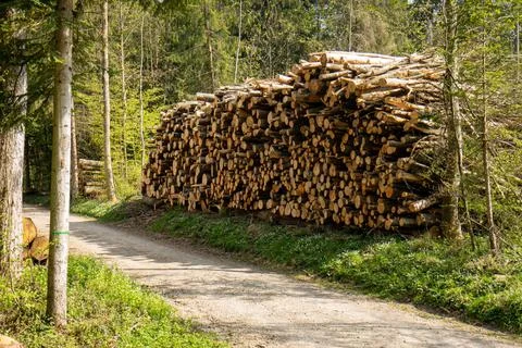 Pile of stacked tree trunks in a forest. Forestry works, no people Stock Photos
