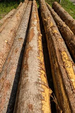 Pile of stacked tree trunks in a forest. Forestry works, no people Fotos de archivo