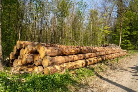 Pile of stacked tree trunks in a forest. Forestry works, no people Fotos de archivo