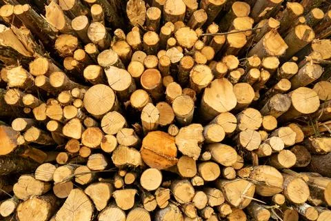 Pile of stacked tree trunks in a forest. Forestry works, no people Fotos de archivo