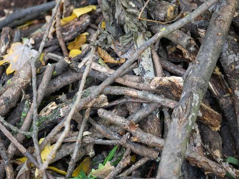 Pile of Sticks and dry twigs,Stack of tree branches for fire Foto stock