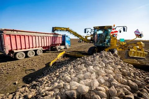 Pile of sugar beet, collecting, loading into a truck for transportation Stock Photos