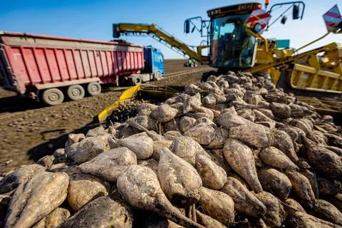 Pile of sugar beet, collecting, loading into a truck for transportation Stock Photos