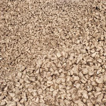 Pile of sugar beets Stock Photos