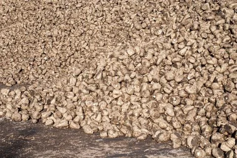 Pile of sugar beets Stock Photos