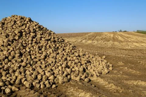 Pile of sugar beets Stock Photos