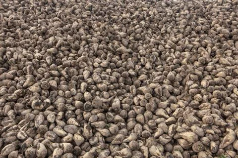 Pile of sugar beets Stock Photos