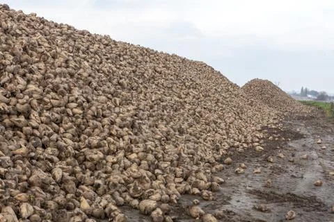 Pile of sugar beets Stock Photos