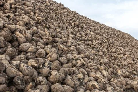 Pile of sugar beets Stock Photos