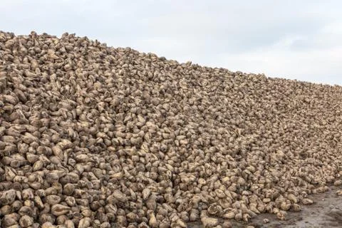 Pile of sugar beets Foto stock