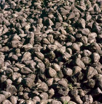 Pile of sugar beets Stock Photos