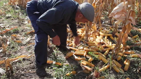 Pile of sweet dried corn cobs on cornfield, farm, farmer working, old man Stock Footage 42133646