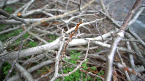 Pile Of Tree Branch, Forest deforestation Video stock 138855948