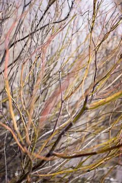 Pile of tree branches composition as a background texture Stock Photos