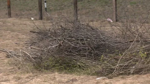 Pile of tree branches on green grass Stock-Footage 129132132