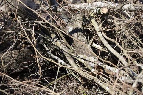 Pile of Tree Debris Stock Photos