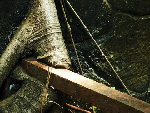 Pile of tree roots on the ground. Stock Photos