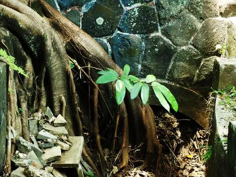 Pile of tree roots on the ground. Stock Photos