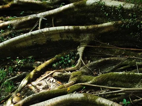 Pile of tree roots on the ground. Stock Photos