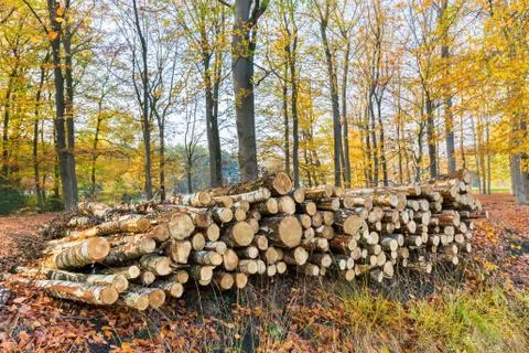Pile of tree trunks in fall forest Stock Photos
