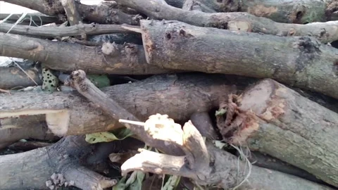 Pile of tree trunks Vidéo 247773267