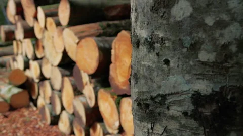 Pile of tree trunks in the forest Stock Footage 254439021