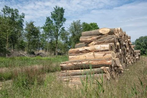 Pile of tree trunks in the forest Foto stock