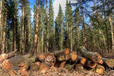Pile of tree trunks in a forest Stock Photos