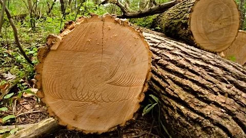 Pile of Tree Trunks in Forest Stock Photos