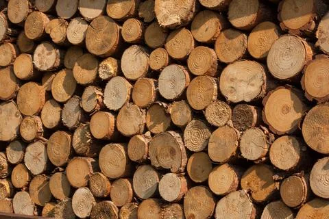A pile of tree trunks lying, waiting to be burned Stock Photos
