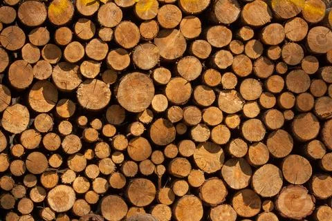 A pile of tree trunks lying, waiting to be burned Photos