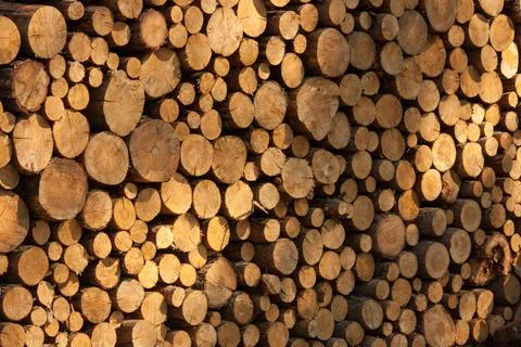 A pile of tree trunks lying, waiting to be burned Stock Photos
