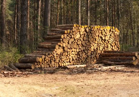 A pile of tree trunks lying, waiting to be burned Stock Photos