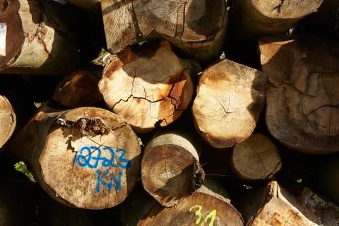 Pile of tree trunks Stock Photos